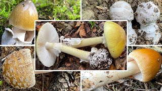 Essbare Knollenblätterpilze Ist das der giftige Knollenblätterpilz Grundwissen zur Gattung Amanita [upl. by Stodder]