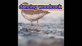 woodcock dancing to Nothing by Retroblue [upl. by Adnorat830]