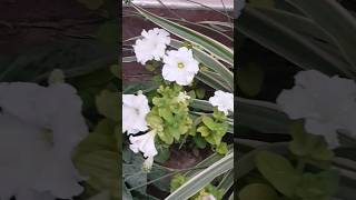 White Petonia flowers nature viral trending [upl. by Sina]