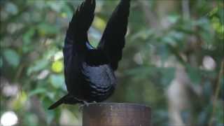 Victorias Riflebird  Bird of Paradise  Dance [upl. by Ahsinav]