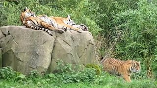 Sumatran Tiger Cubs with Mother at Chester Zoo  241023 [upl. by Sivatco]