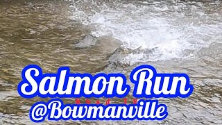 Salmon Run salmonrun nature fishing livestream [upl. by Jepson]