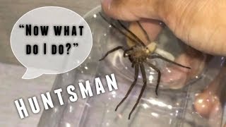 CATCHING a little HUNTSMAN SPIDER [upl. by Aiyekal]