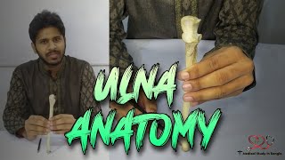 Ulna anatomy in bangla  Parts attachment ossification joints [upl. by Yknip]