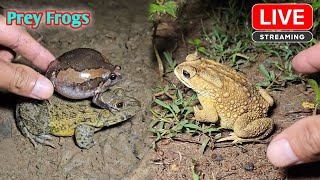 Boing boing catching froggy funny  catch frogs make you laugh [upl. by Domenico730]