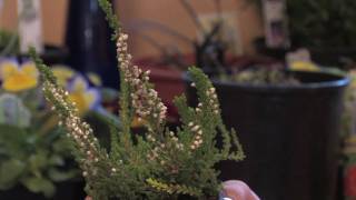 Flower Gardens  How to Grow Scotch Heather Calluna Vulgaris [upl. by Aisenet]