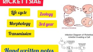 Rickettsialife cycle morphology zoology 3rd yearhandwritten exampreparation zoology [upl. by Solberg808]