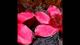 cotton tree flowers Bombax ceiba [upl. by Asserrac]