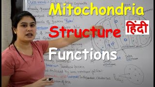 Mitochondria in Hindi  Cell Organelles  Structure  Functions [upl. by Mcgregor105]