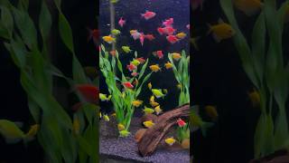 Glow tetra fish 🐟  reels fishing fish viral shortsviral fishingvideo fishinglife trending [upl. by Shakti]