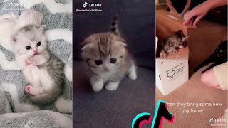 tik toks cat funny compilation [upl. by Thorner447]