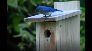 Building a Safe Home for Bluebirds [upl. by Eamon302]