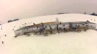 Flock of Snow Buntings in York Region [upl. by Efron]