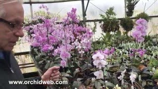 OrchidWeb  Phalaenopsis schilleriana [upl. by Arette263]