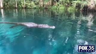 Alligator swims toward woman tries to bite paddleboard at Central Florida park [upl. by Mcfadden773]