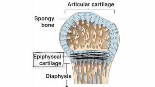 Endochondral Ossification by Kevin Petti PhD [upl. by Nievelt570]