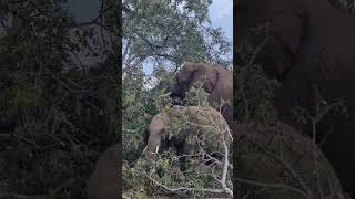 Elephants eating Marula fruits The fruit that Amarula liquor is made off AfricanSafariChannel [upl. by Adlez660]