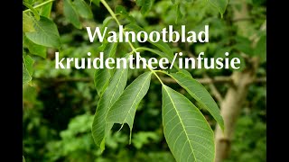 Walnootblad kruidentheeinfusie [upl. by Mayne319]