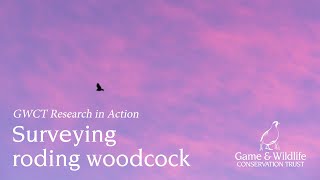 Surveying roding woodcock [upl. by Ayahsey221]