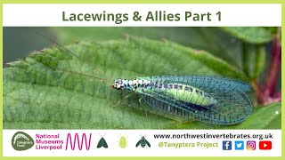 Lacewings amp Allies [upl. by Ynatsyd]