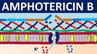 Amphotericin B  Mechanism side effects precautions and uses [upl. by Lucias]