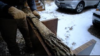 SELF BOW BUILD 2018  PART 1  PICKING THE TREE SPLITTING STAVES BARK REMOVAL [upl. by Rennat175]