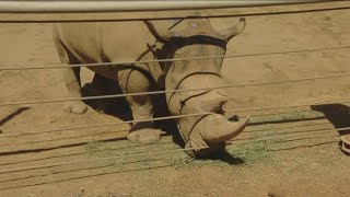 Zoo Day  White Rhino [upl. by Elata]