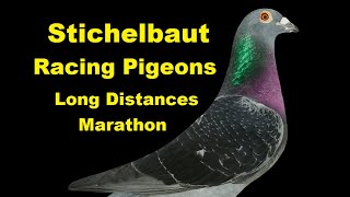 Stichelbaut Racing Pigeon  Long Distances  Marathon [upl. by Aristotle]