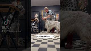 Basics to English Setter grooming step by step coming soon doggroomingtips englishsetter [upl. by Ytissahc]