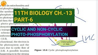 Class 11 BiologyCh13 Part6Cyclic amp noncyclic photophosphorylationStudy with Farru [upl. by Grane]