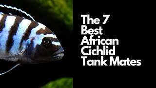 The 7 Best African Cichlid Tank Mates 🐟 [upl. by Celie971]