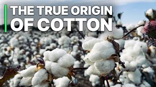 The True Origin Of Cotton  Investigative Documentary [upl. by Ahsimaj281]