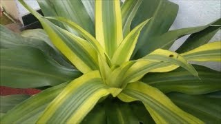 Dracaena Fragrans  Cornstalk Dracaena [upl. by Racklin]