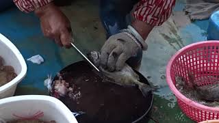 Amazing To Kill Big Siganus Fuscescens With Knife At Floating Seafood Market Of Hong Kong [upl. by Acyre300]