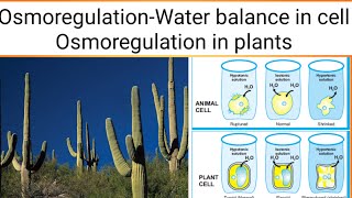 OsmoregulationOsmoregulation in plants  Biology 12th  Chap  15 Lecture2 [upl. by Gebhardt552]