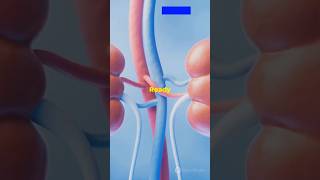 How Kidney Stones Form 3D Explainer 140 [upl. by Akinom945]