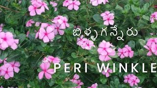 Periwinkleబిళ్ళగన్నేరుDrMurthy plant world ll [upl. by Garrison162]