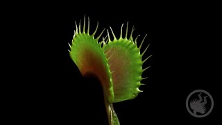 Deadly Plants Killing Bugs  Carnivorous Plant Timelapse [upl. by Niwrek]