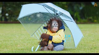 Animalia  Orangutan Benji studies the rain [upl. by Keung291]