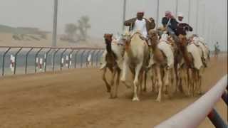 Camel Races Al Marmoom Camel Race Track Dubai UAE [upl. by Val]