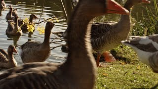 Geese parade in Saint Nazaire France goose parade saintnazaire EOS EOSM Magic Lantern raw [upl. by Asiela]