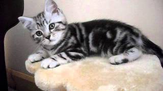 Silver Tabby Kitten Freddie 1 [upl. by Annunciata613]