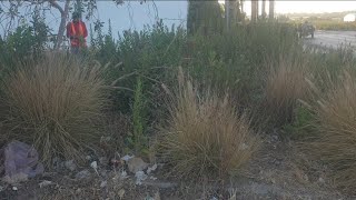 Overgrown Sidewalk UNCOVERED After 12 Years Of NEGLECT [upl. by Bowyer]