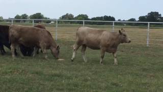 CharolaisAngus Cross Rep Heifers [upl. by Alleuol]