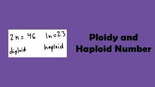 Ploidy and Haploid Number [upl. by Beitz]