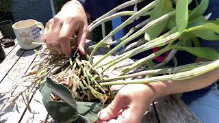 Repotting Guarianthe aurantiaca [upl. by Boehike]