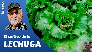 𝗟𝗘𝗖𝗛𝗨𝗚𝗔 como producir tus lechugas [upl. by Ecidnacal]