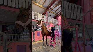 When you need a LADDER because your pony is BIG🥹❤️ shorts horse equestrian [upl. by Enogitna819]