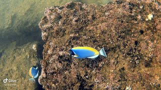 1st Diving Experience at Unawatuna Lord Nelson Shipwreck [upl. by Gone870]