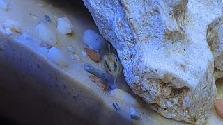 Shy brackish water Blenny ventures out for a bloodworm  Vietnamese Combtooth Blenny 14032023 [upl. by Tarrel892]